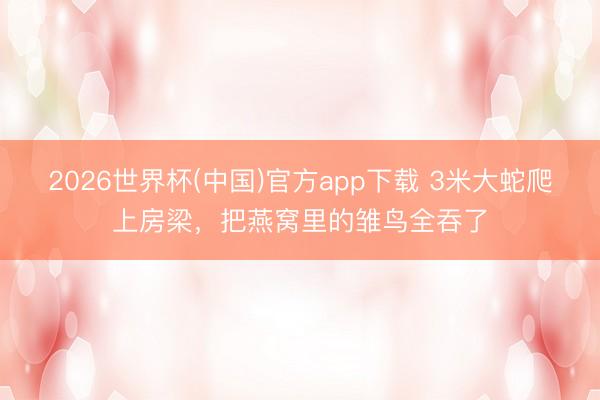 2026世界杯(中国)官方app下载 3米大蛇爬上房梁,把燕窝里的雏鸟全吞了